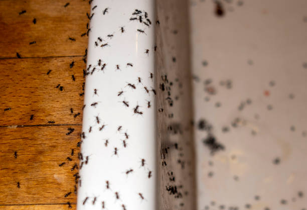 Best Termite Control Services  in Okauchee Lake, WI